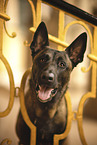 ausgewachsener Malinois