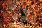 ausgewachsener Malinois