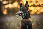 ausgewachsener Malinois