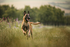 ausgewachsener Malinois