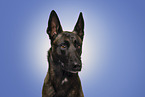 ausgewachsener Malinois