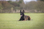 Malinois Rde