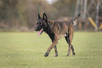 Malinois Rde