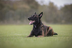 Malinois Rde