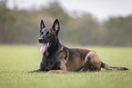 Malinois Rde