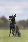 Malinois Rde