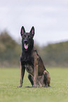 Malinois Rde