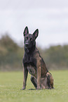 Malinois Rde