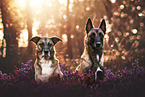 Malinois