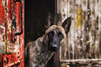 Malinois