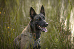 Malinois