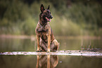 Malinois