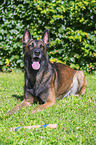 Malinois