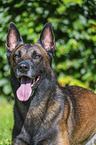 Malinois