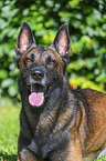 Malinois