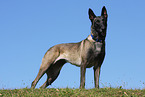 Malinois Rde