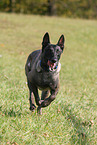 Malinois Rde