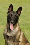 Malinois Rde