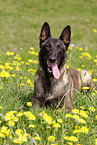 Malinois Rde