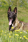 Malinois Rde