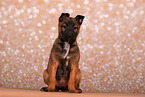 Malinois Welpe