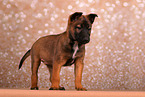 Malinois Welpe