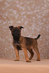 Malinois Welpe