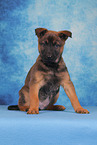 Malinois Welpe