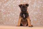 Malinois Welpe