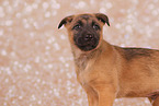 Malinois Welpe