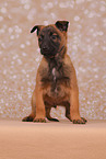 Malinois Welpe