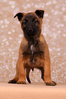 Malinois Welpe