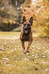 Malinois