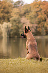 Malinois