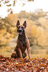 Malinois