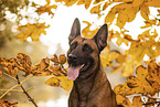 Malinois