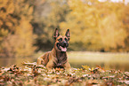 Malinois