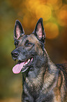 Malinois