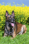 Malinois