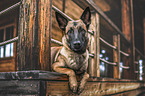 Malinois
