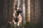 Malinois