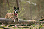 alter Malinois