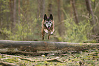 alter Malinois