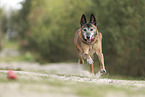 alter Malinois