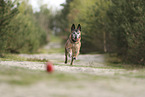 alter Malinois