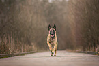 Malinois