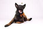 Malinois