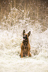 Malinois