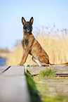Malinois