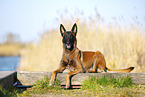 Malinois